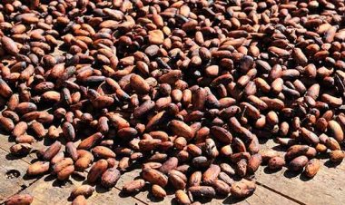 Côte d'Ivoire-Cacao : les mauvais acheteurs traqués par le régulateur
