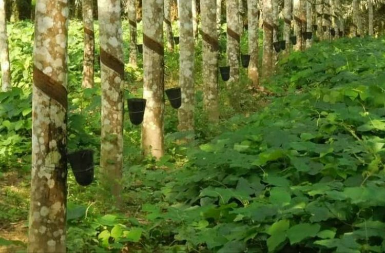 Côte d'Ivoire-Caoutchouc : la Saph va construire la plus grande usine d’Afrique