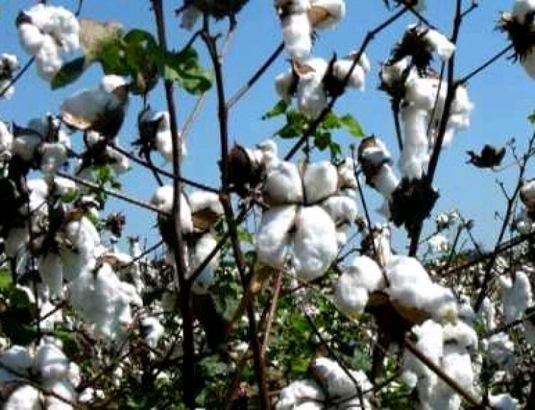 Afrique-Coton : la Côte d'Ivoire, 2e pays producteur