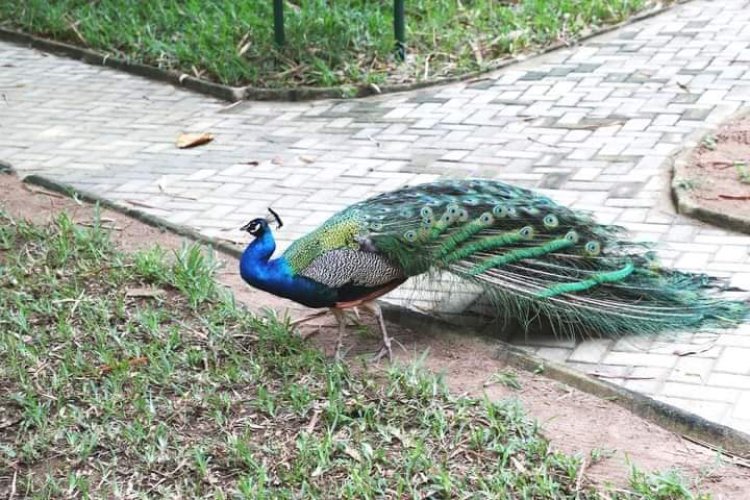 Côte d’Ivoire : le Zoo d’Abidjan booste ses valeurs attractives