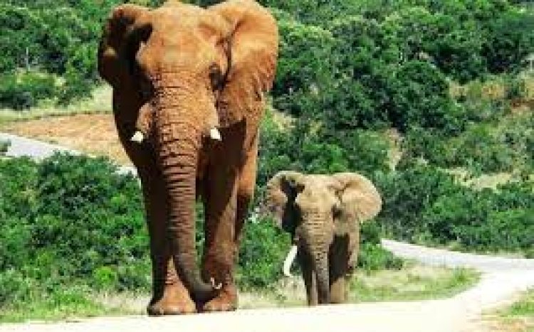 Côte d’Ivoire (Tourisme) : le ministère prévoit l'arrivée de 50 000 Américains