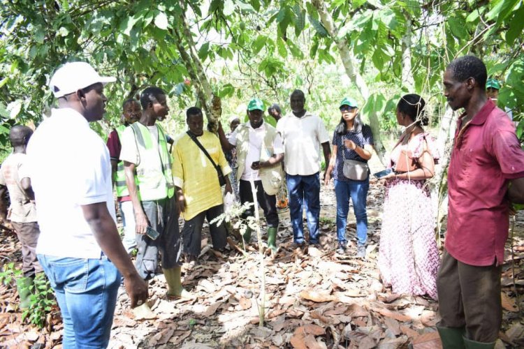 Côte d’Ivoire (Reforestation) : les 1ers résultats du projet Promire rassurent la Fao